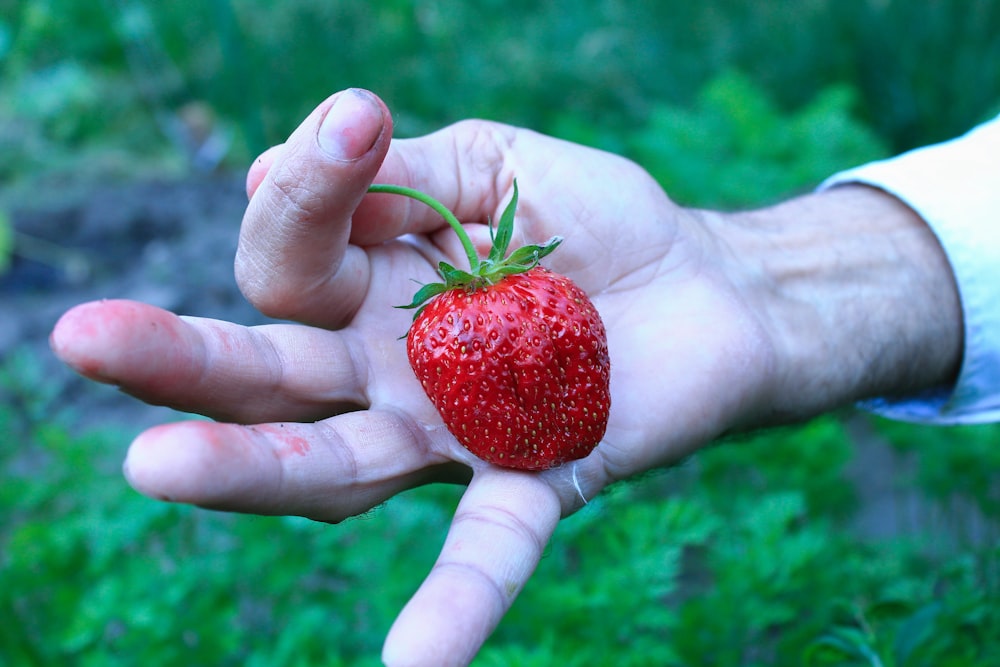 a person holding a strawberry in their hand