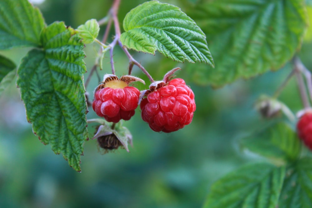 raspberries growing on a tree with green leaves