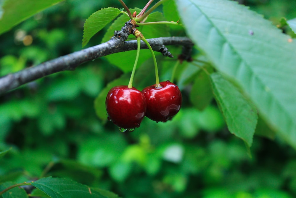 two cherries hanging from a tree with green leaves