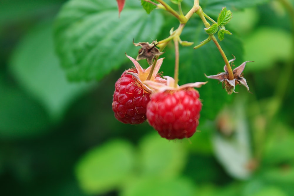 a couple of raspberries hanging from a tree