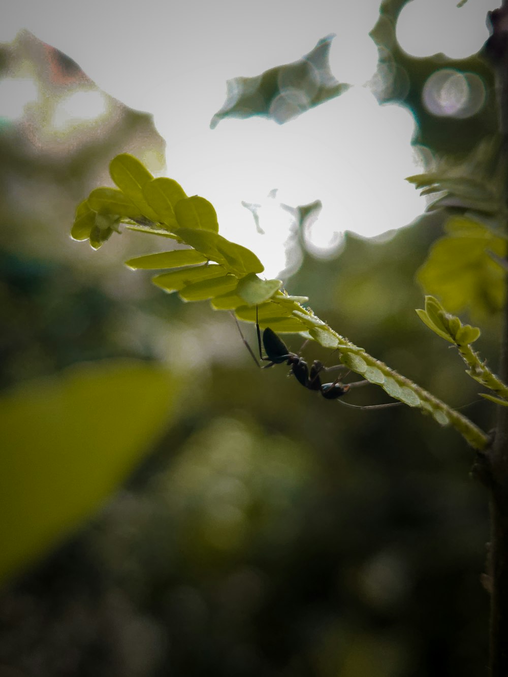 a close up of a leaf on a tree