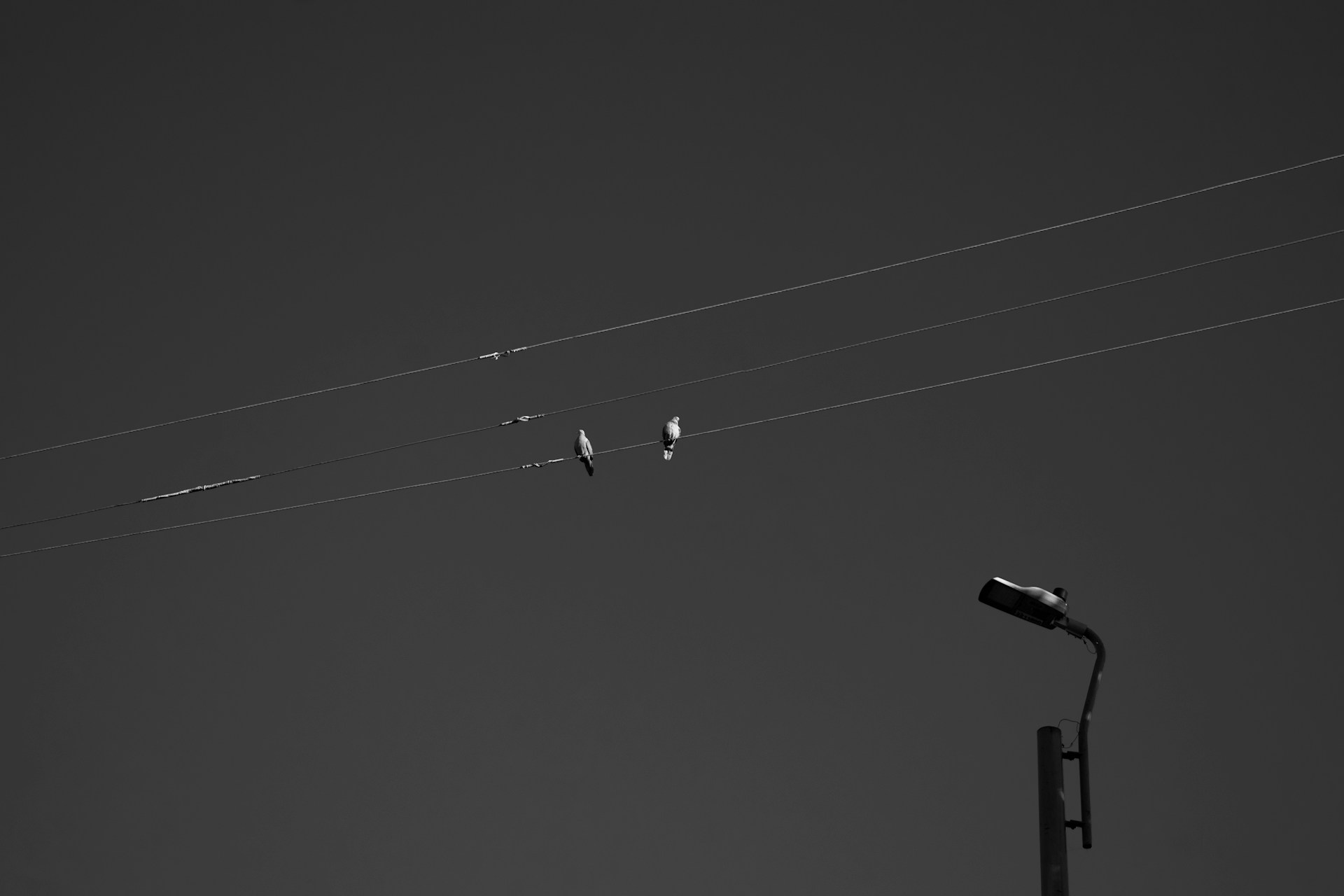 a black and white photo of birds on a wire