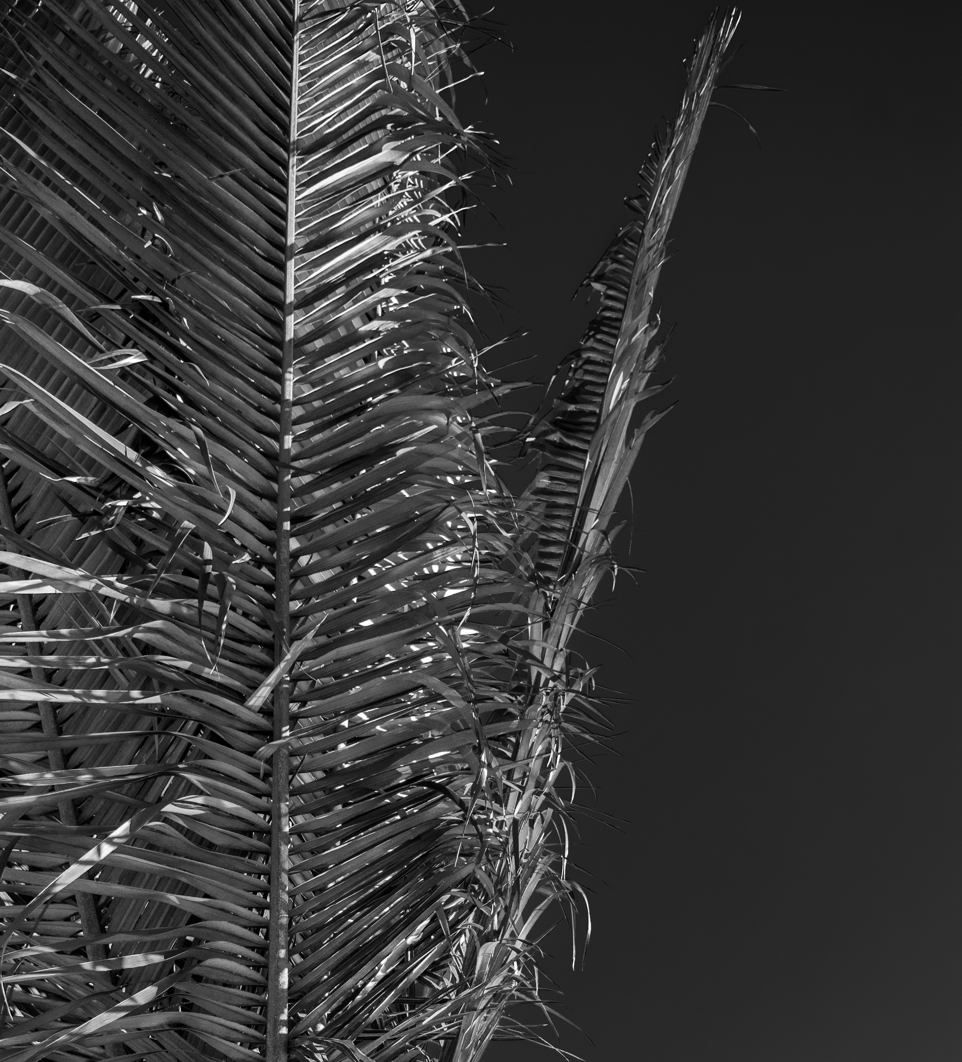 Photo by sebaslaverde_nkn