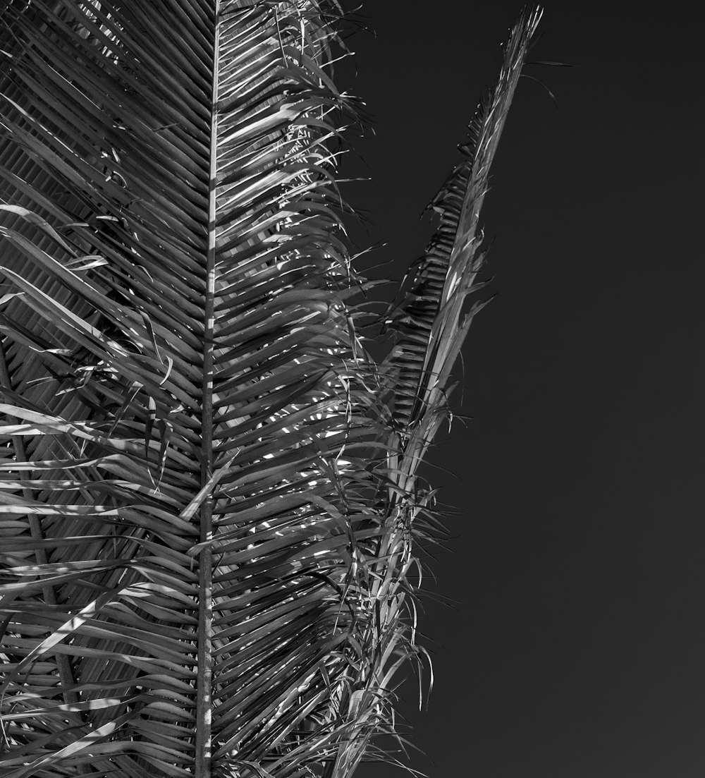 a black and white photo of a palm tree