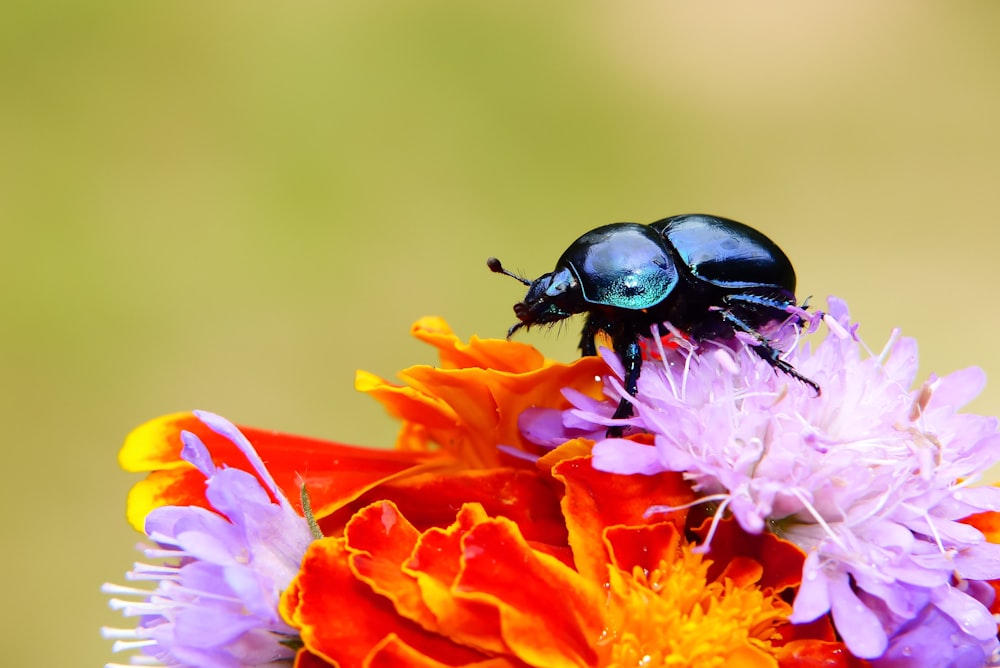 a beetle sitting on top of a colorful flower
