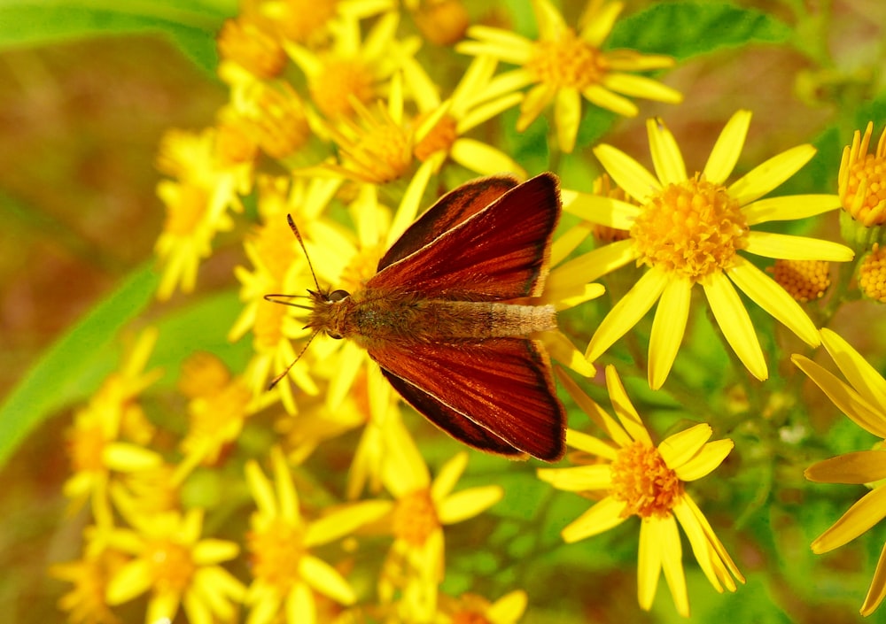 a close up of a butterfly on a flower