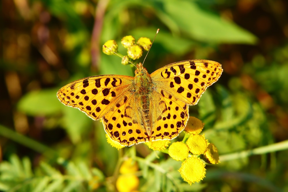 a close up of a butterfly on a flower