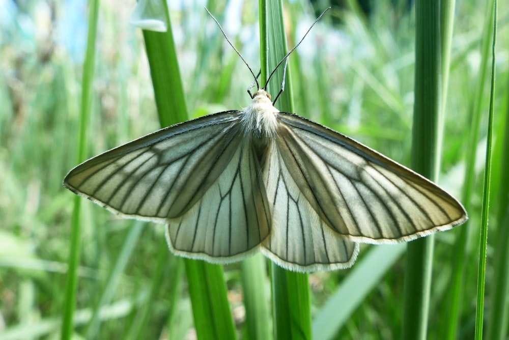 ein weißer Schmetterling, der auf einer grünen Pflanze sitzt