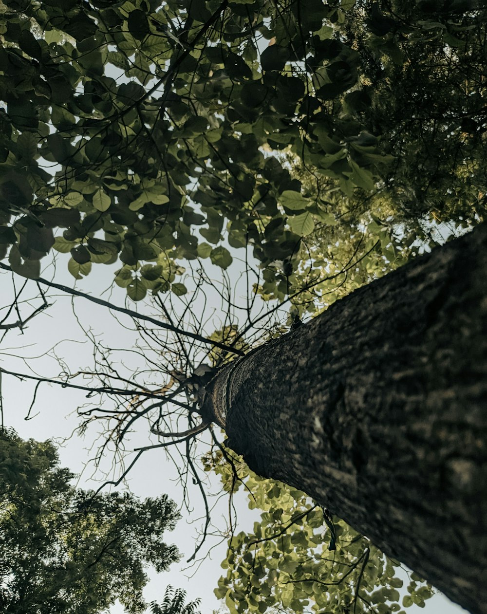 looking up at a tall tree in a forest