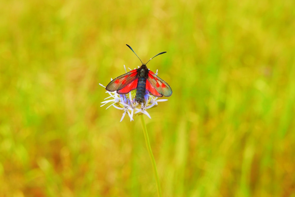 a red and black insect sitting on top of a flower