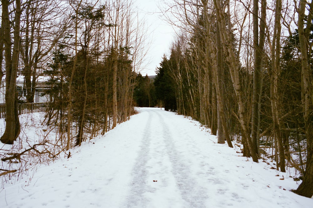 a snow covered road surrounded by trees and bushes