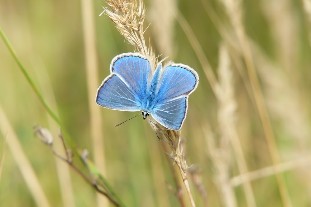 a blue butterfly sitting on top of a plant