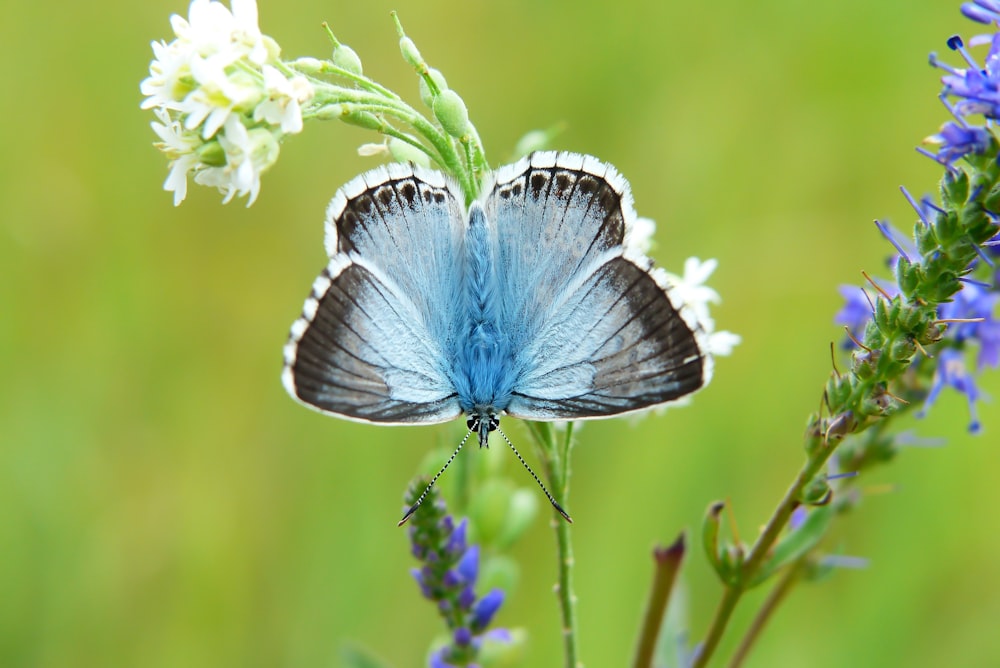 a blue butterfly sitting on top of a purple flower