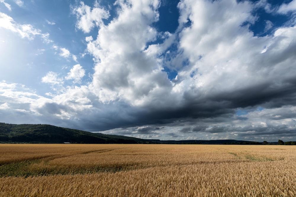 Un champ de blé sous un ciel nuageux