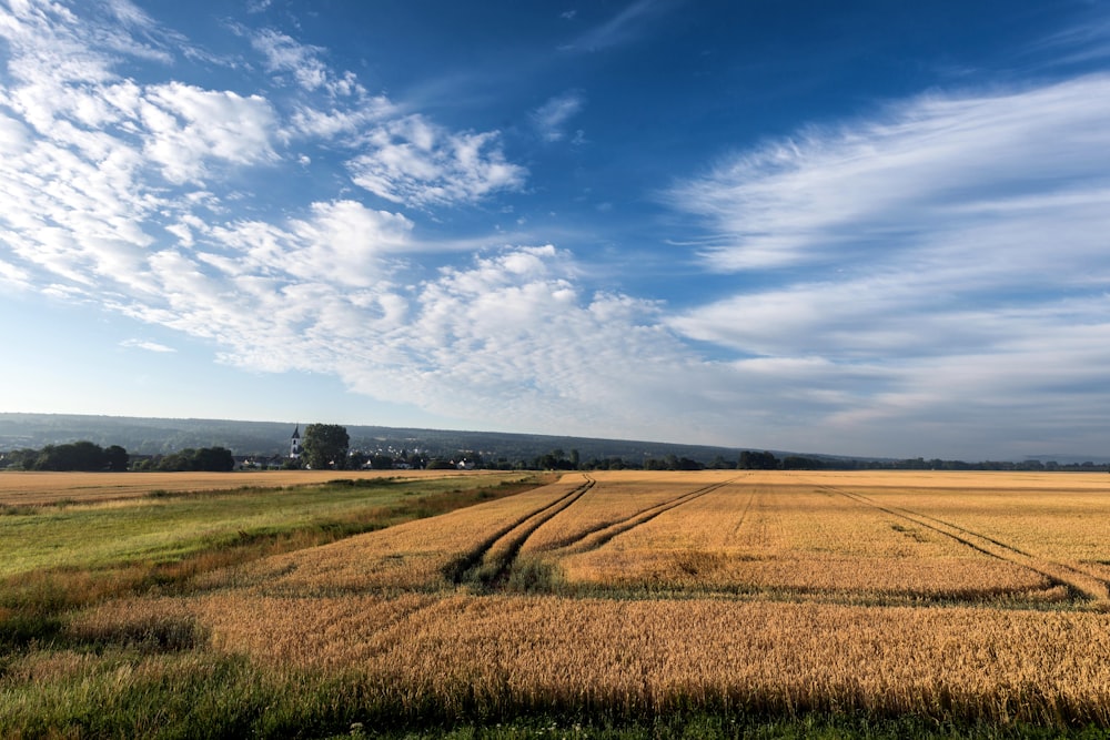 a wide open field of wheat under a blue sky
