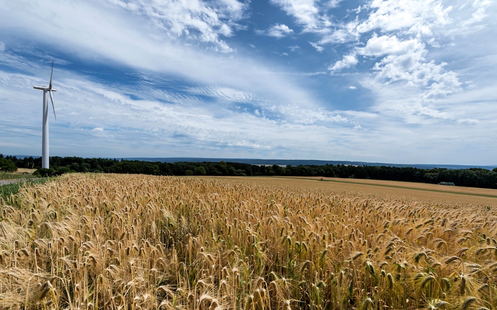 a field of wheat with a wind turbine in the background