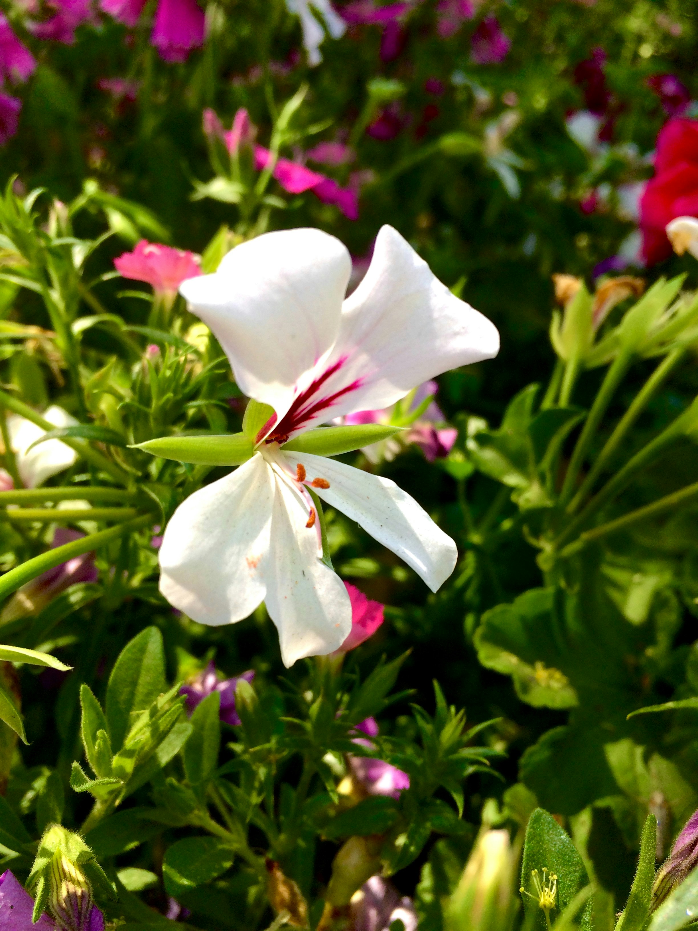 Photo by hawkstone07