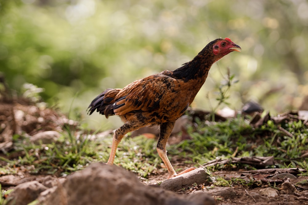 a brown and black chicken walking across a grass covered field