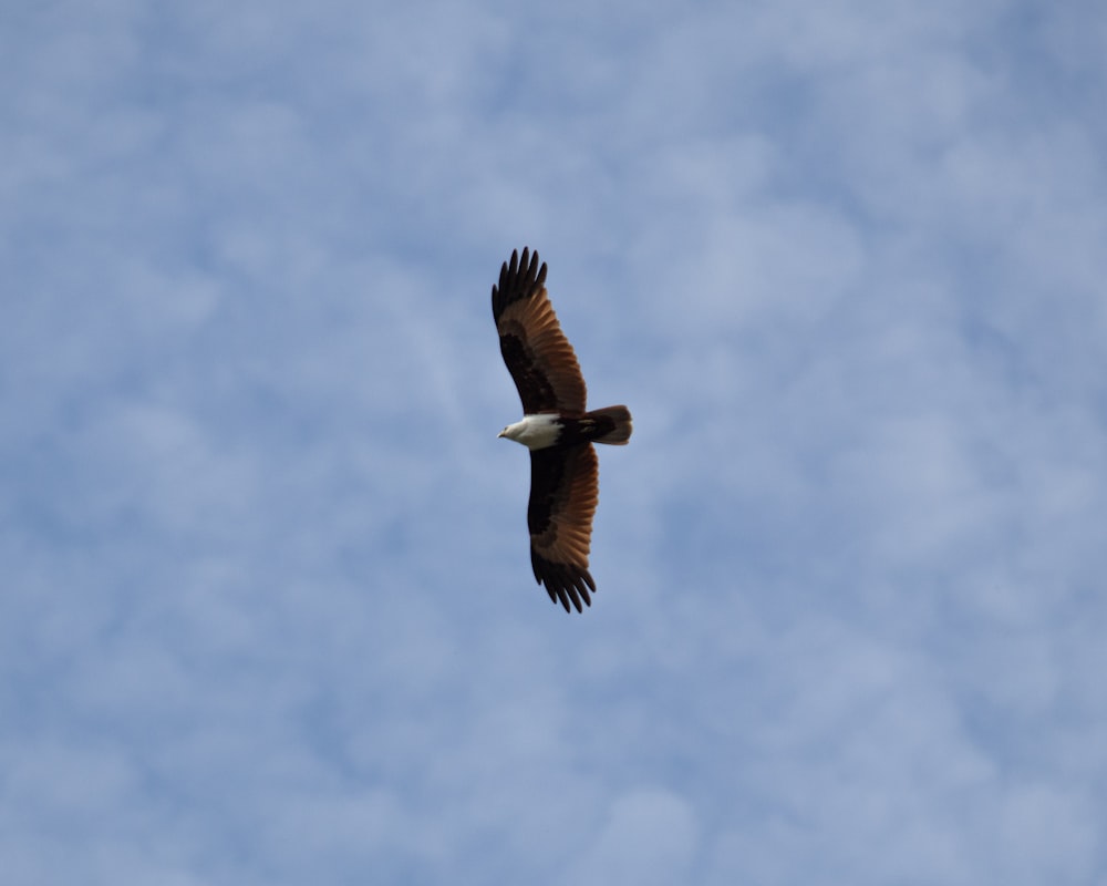 a large bird flying through a cloudy blue sky