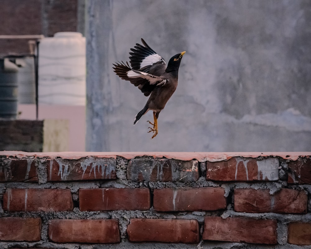 a bird that is flying over a brick wall