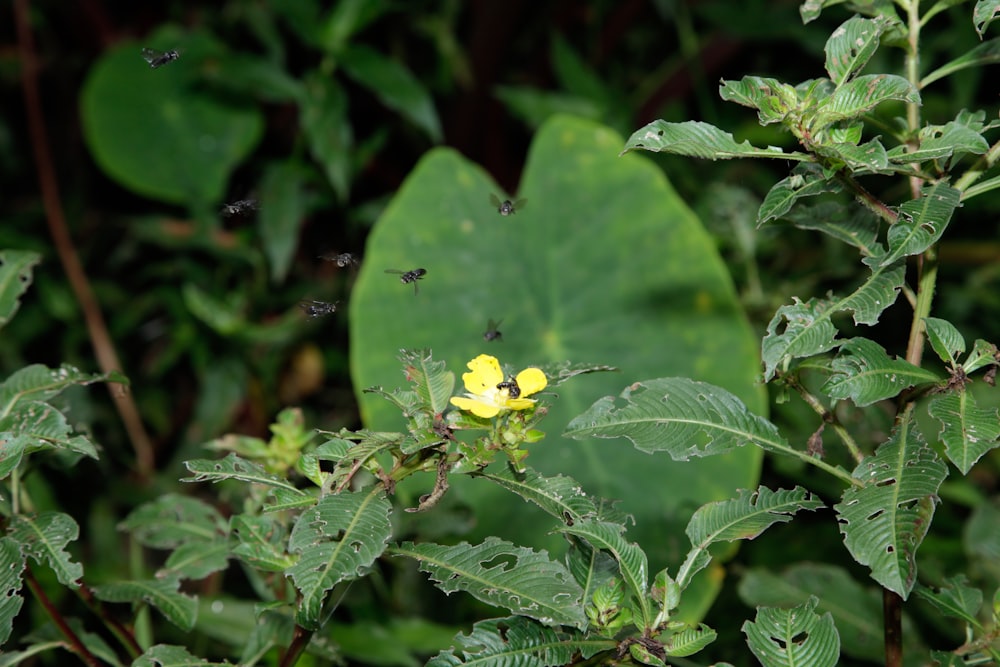 a small yellow flower sitting on top of a green leaf covered tree