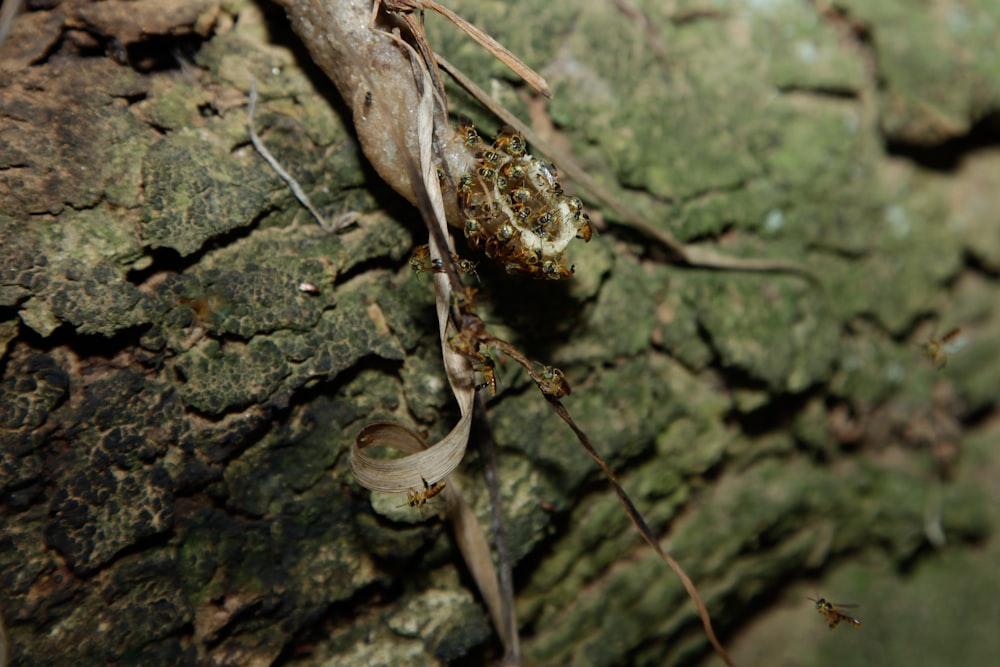 a close up of a lizard on a tree