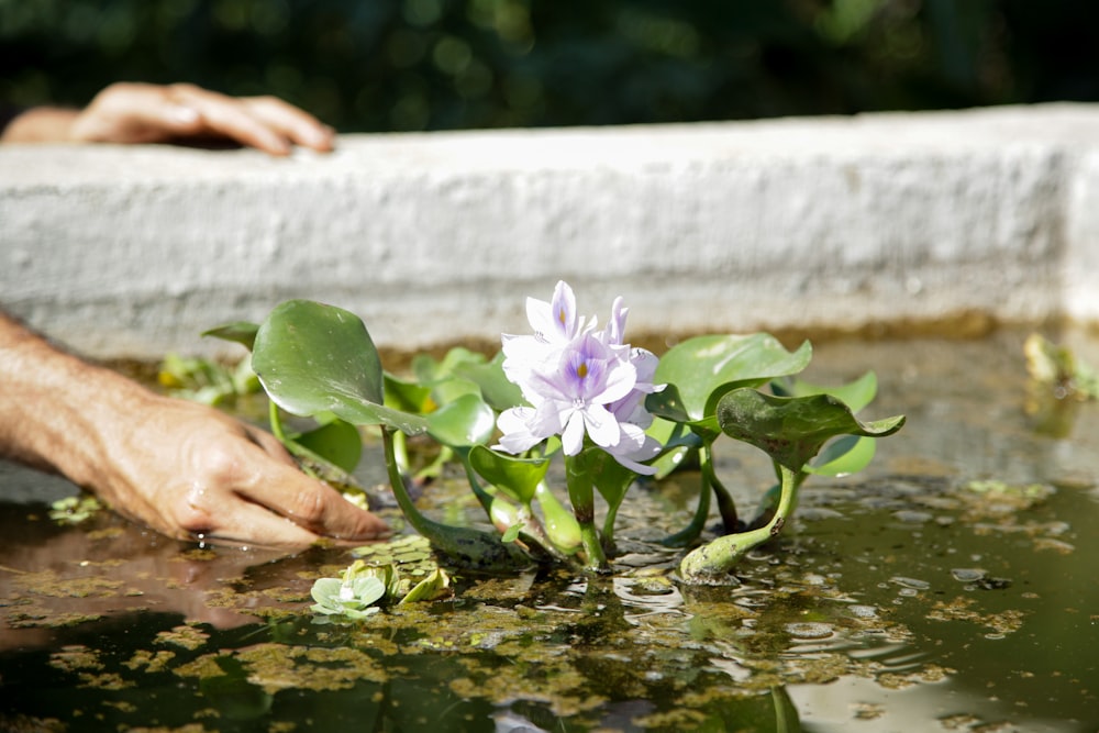 a person touching a flower in a pond