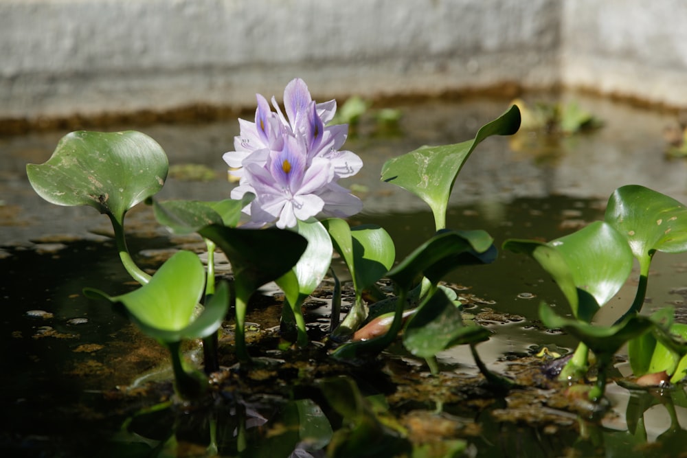 a purple flower sitting in the middle of a pond