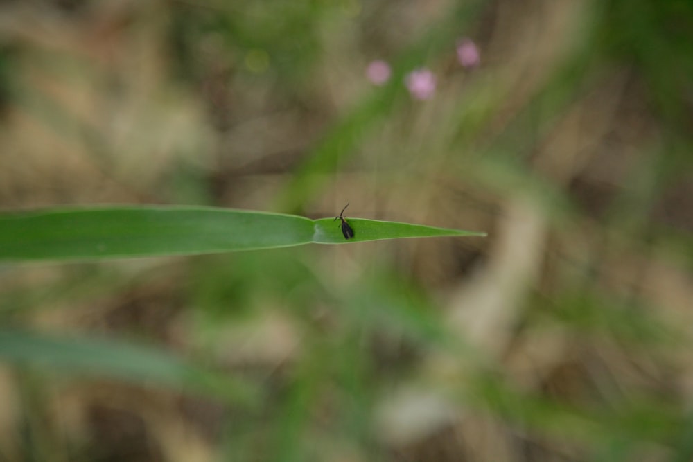 a bug sitting on top of a green leaf