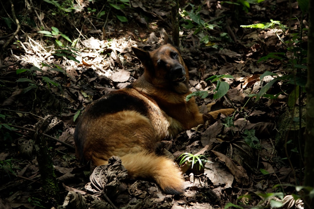 a brown and black animal laying on top of a forest floor