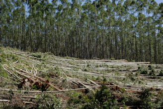 a forest filled with lots of cut down trees