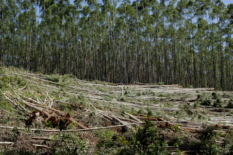 a forest filled with lots of cut down trees