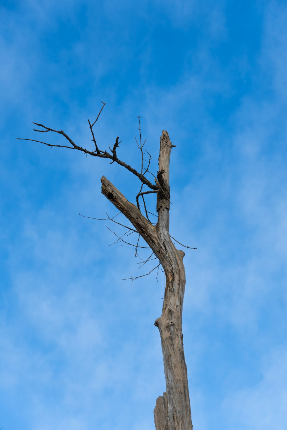 a dead tree branch against a blue sky