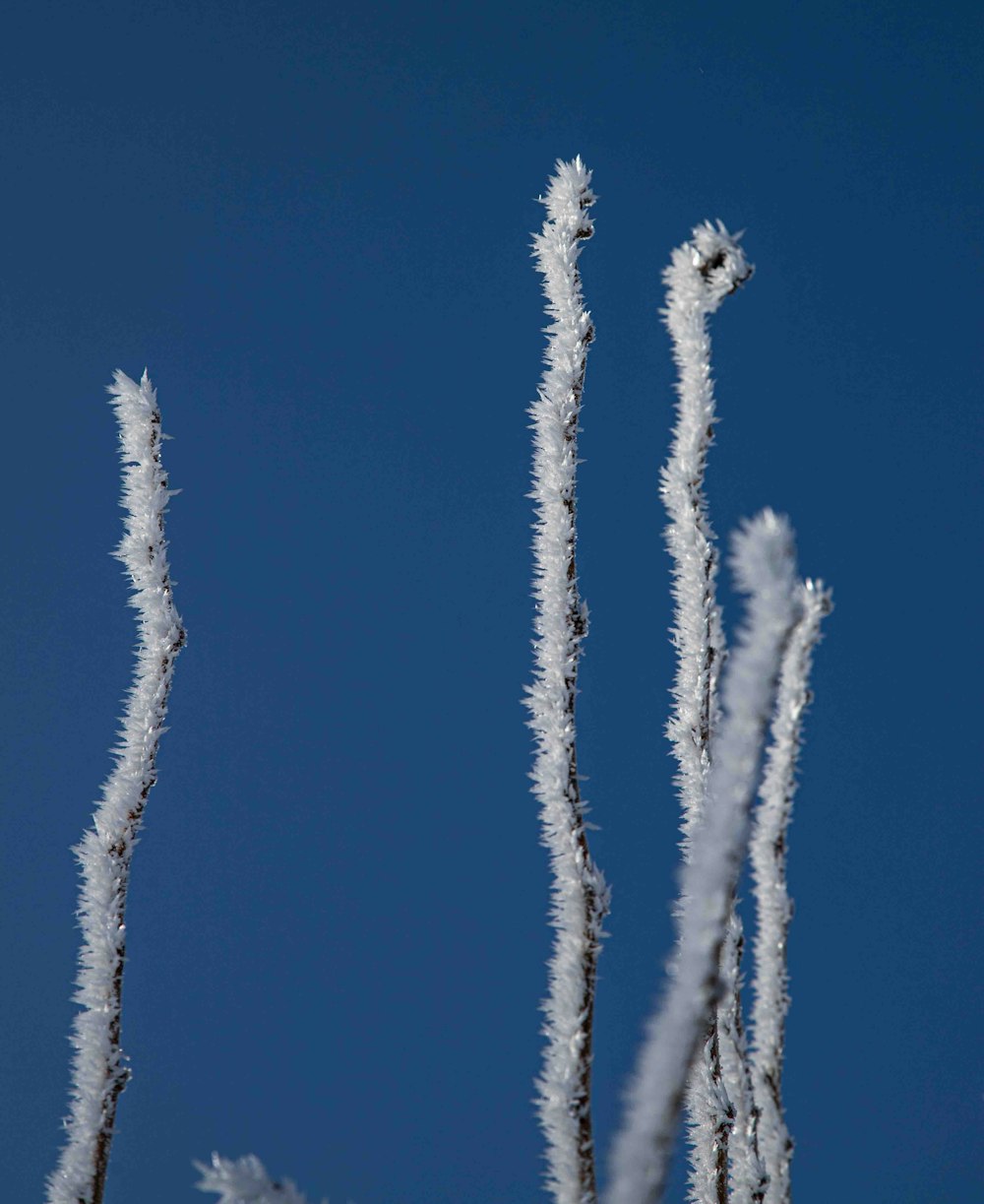 a close up of a plant with a blue sky in the background