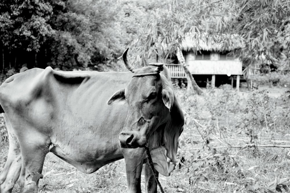 une photo en noir et blanc d’une vache dans un champ