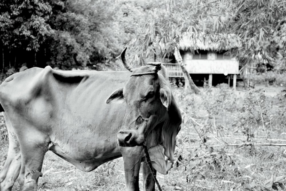 a black and white photo of a cow in a field