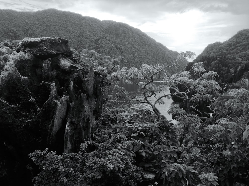 a black and white photo of a forest