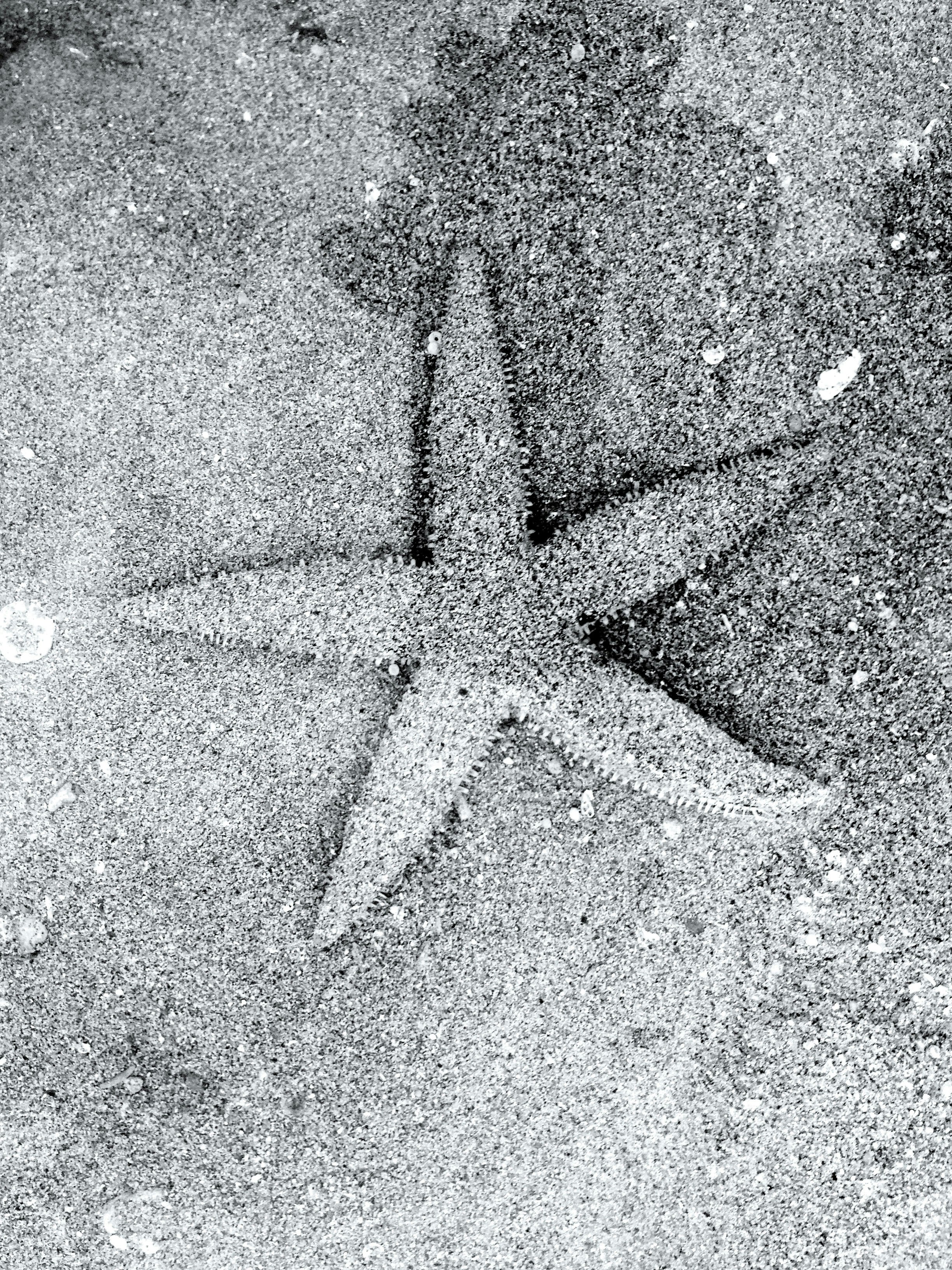 a black and white photo of a starfish