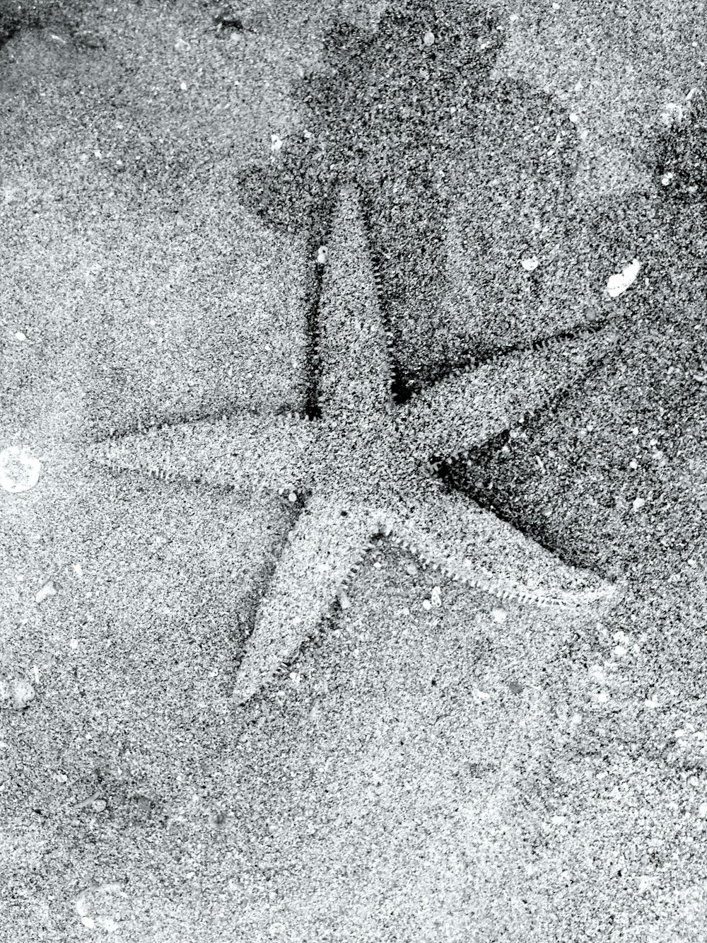 a black and white photo of a starfish
