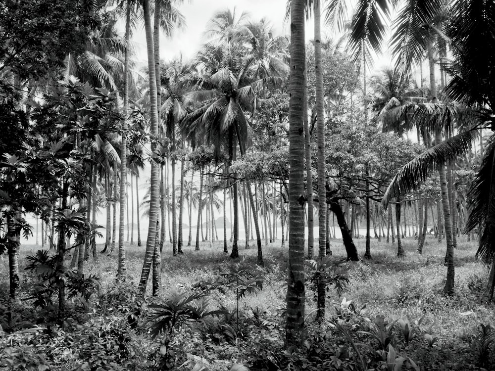 a black and white photo of palm trees