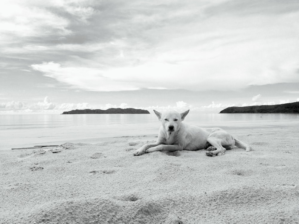 a white dog laying on top of a sandy beach