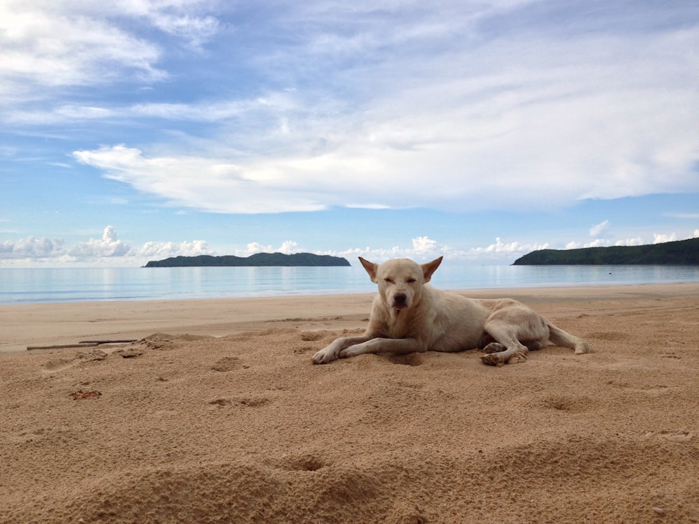 a white dog laying on top of a sandy beach