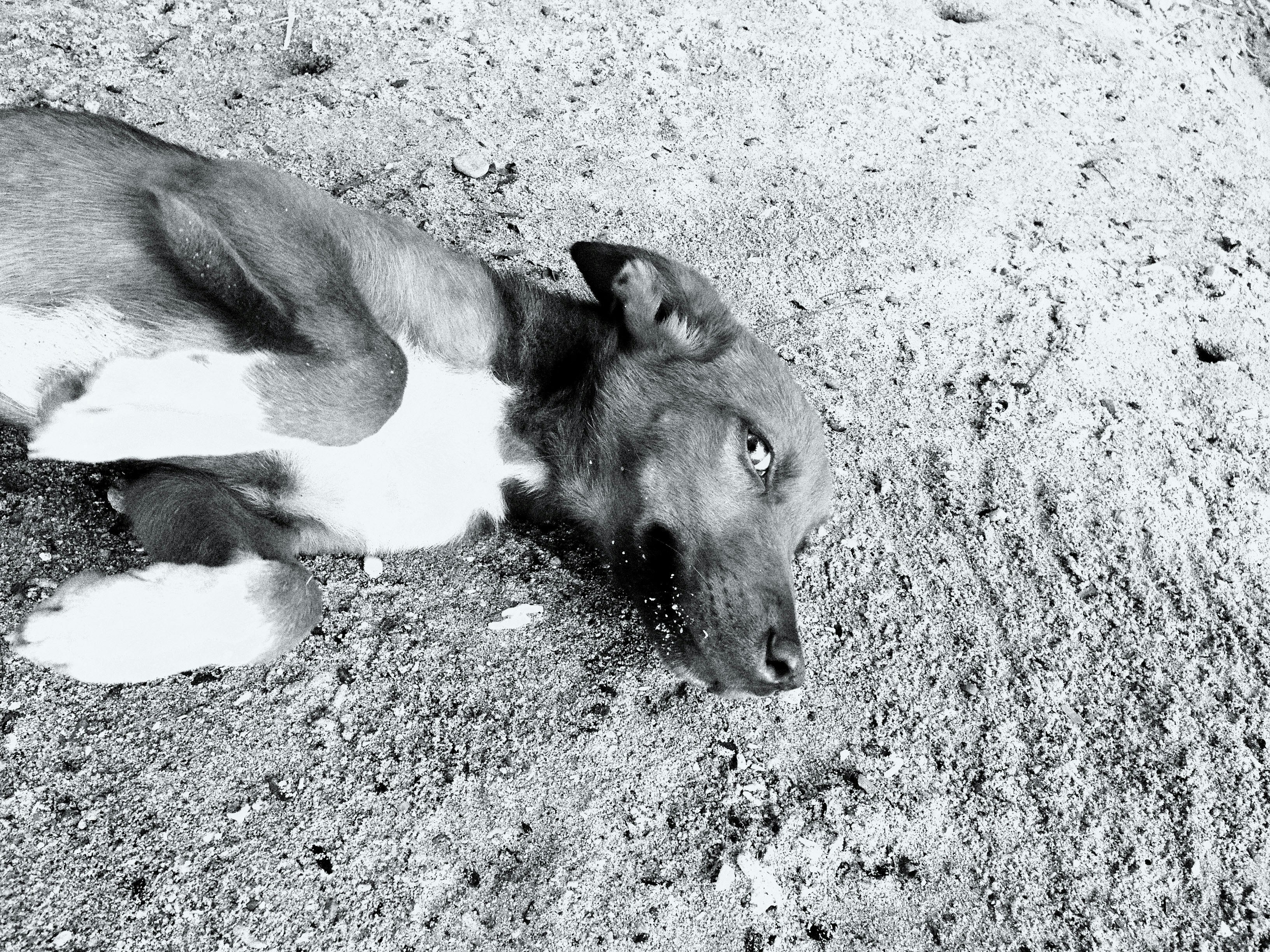 a black and white photo of a dog laying on the ground