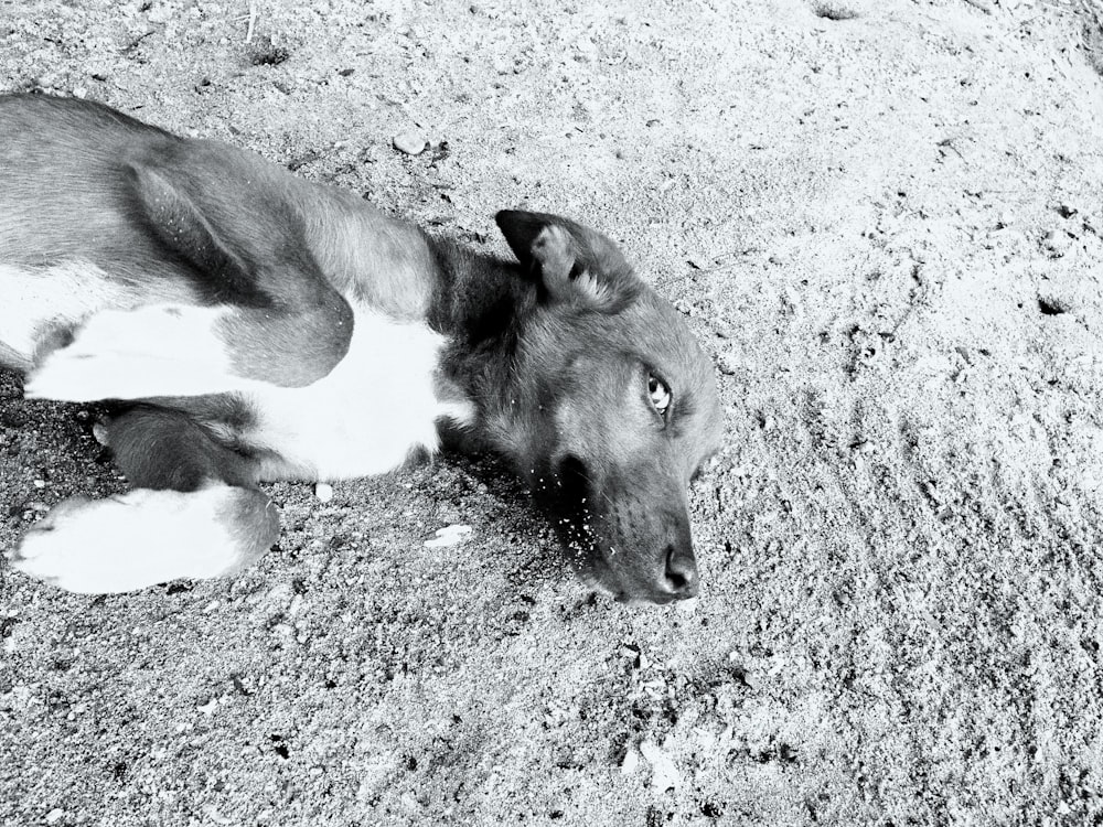 a black and white photo of a dog laying on the ground
