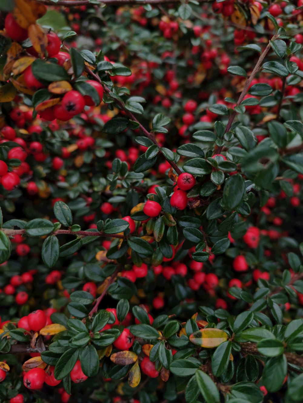 a bush with red berries and green leaves