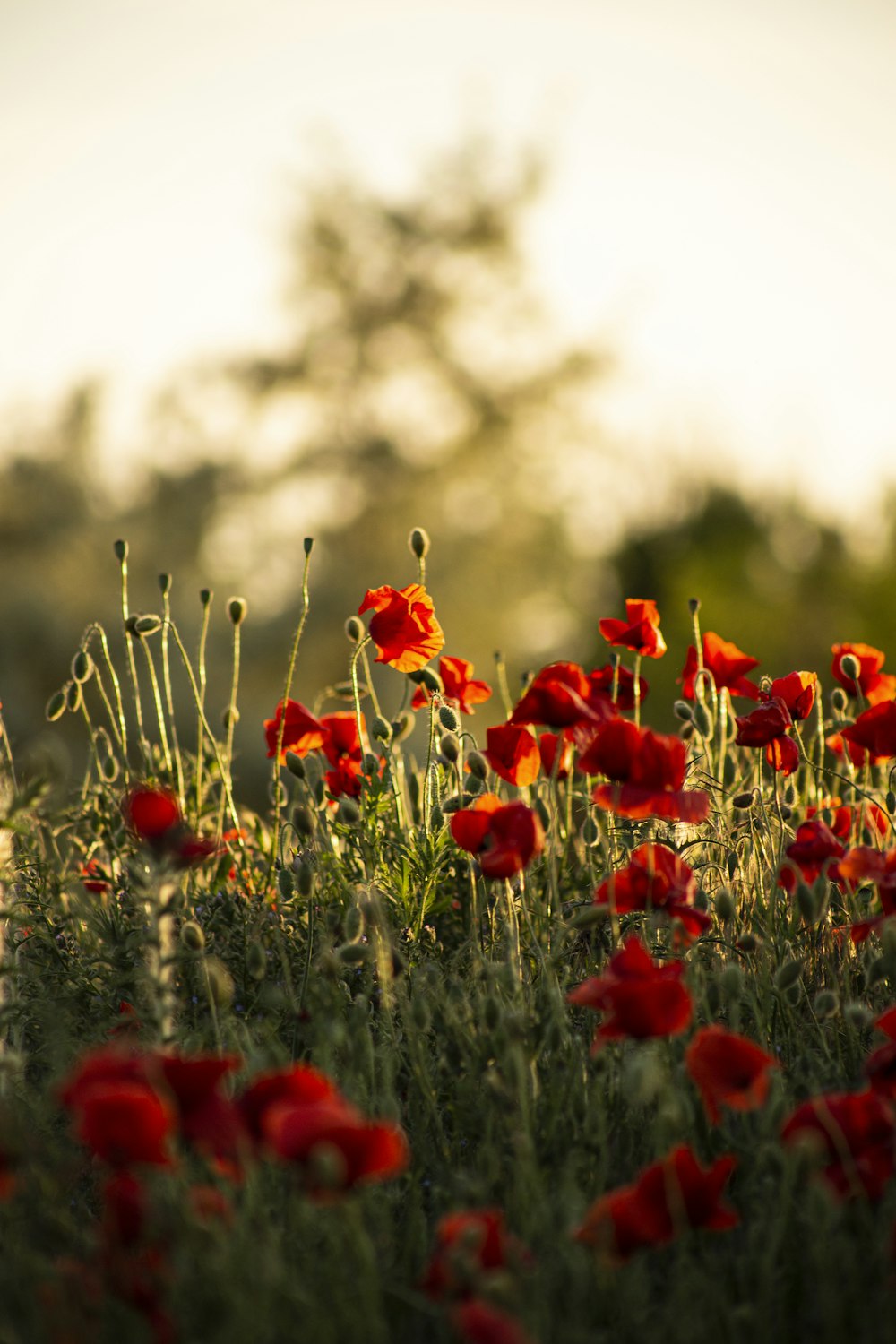 a field full of red flowers with trees in the background