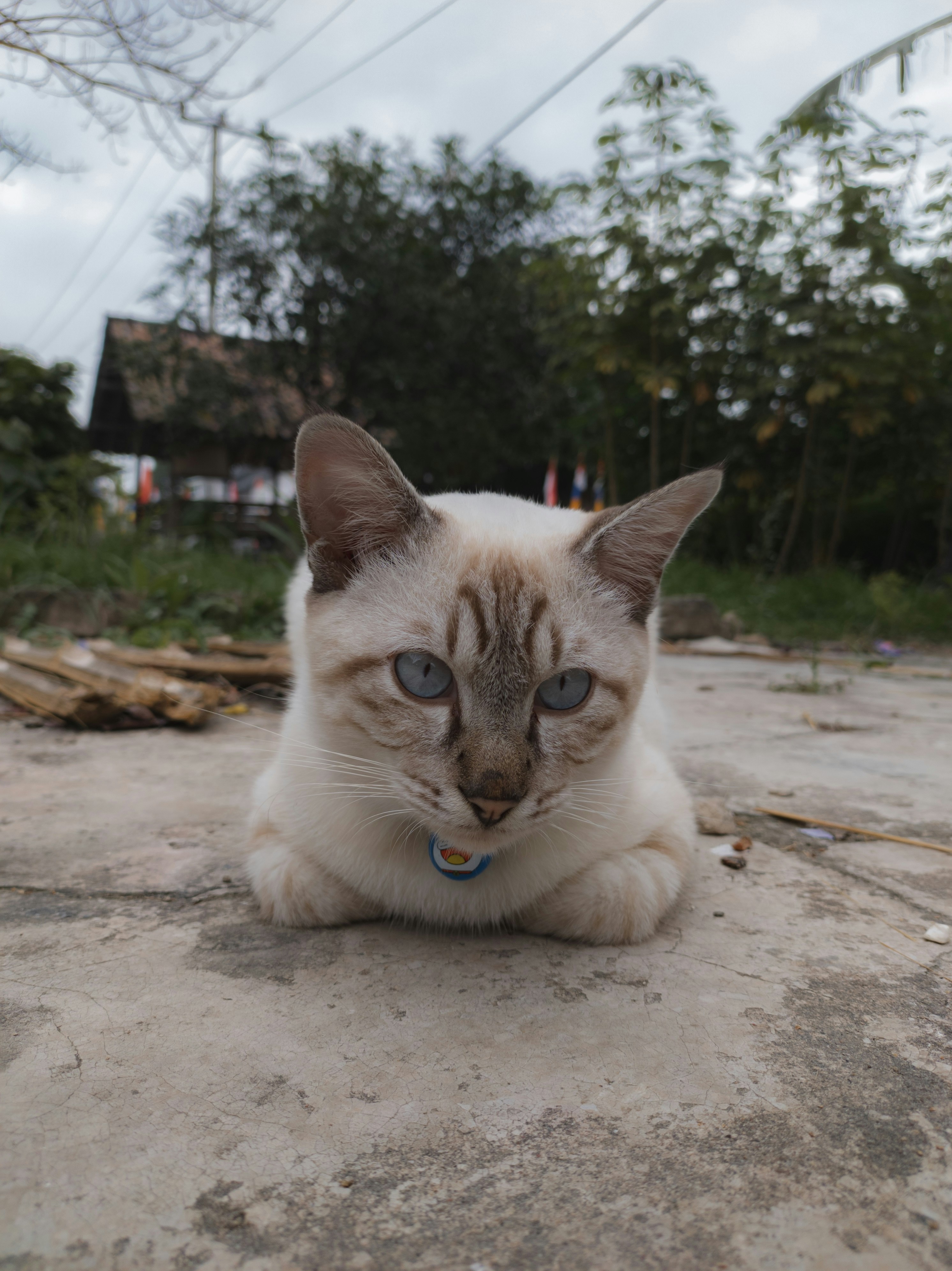 seekor kucing dengan mata biru tergeletak di tanah