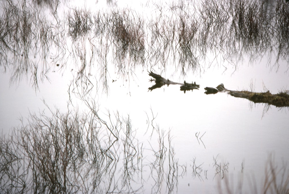 a group of birds floating on top of a body of water