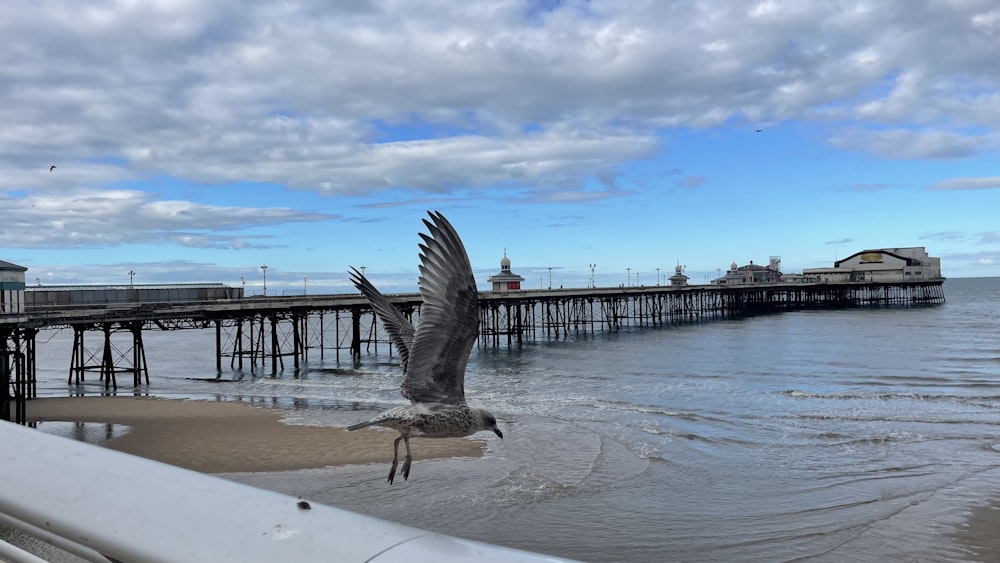 a seagull landing on the beach next to a pier