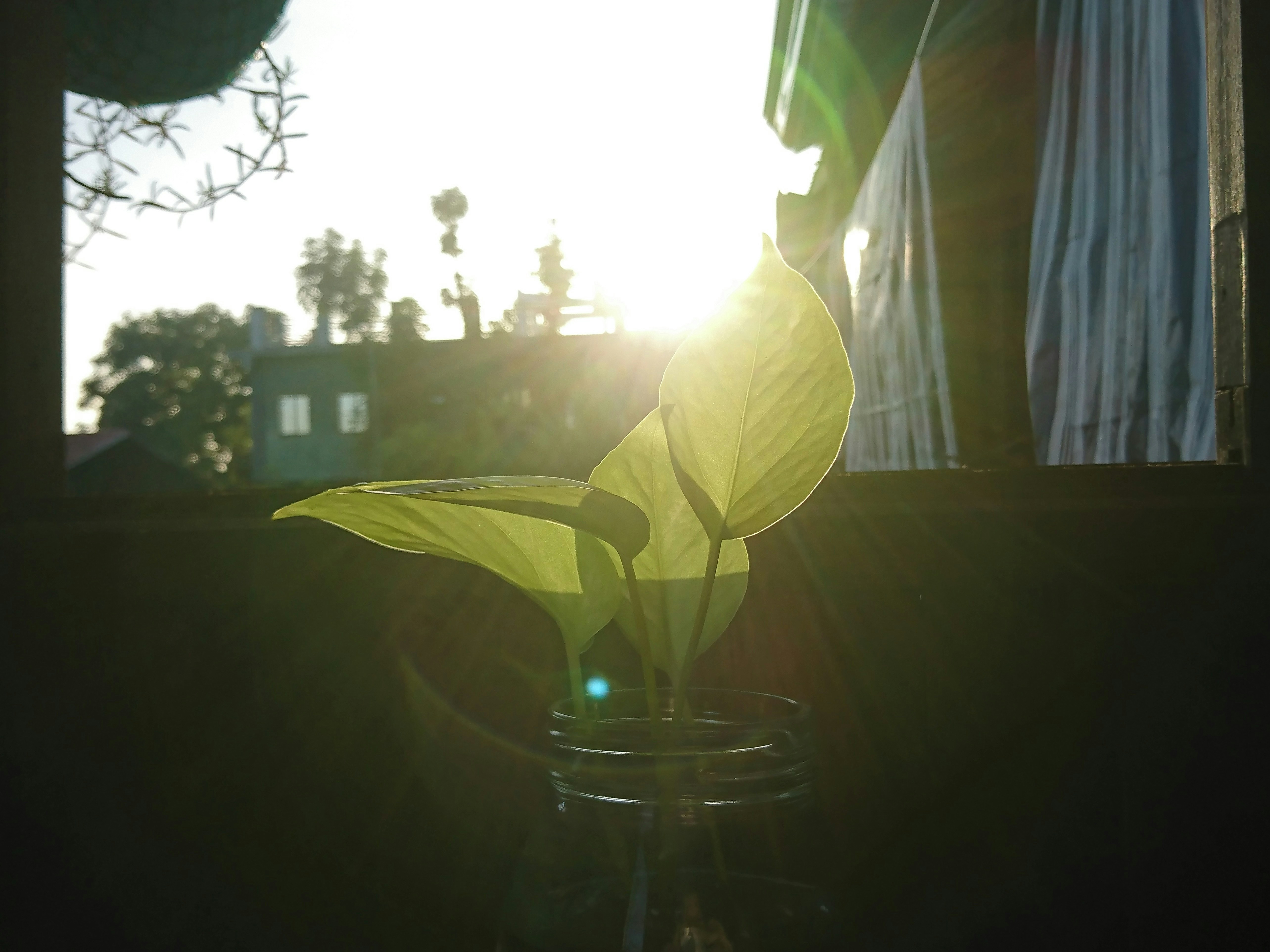 a vase with a plant in it sitting on a window sill